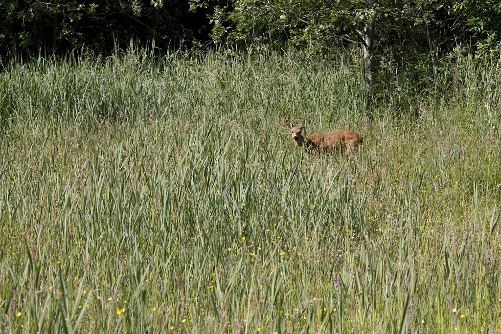 voornes duin tenellaplas Quackjeswater natuur natuurgebied natuurmonumenten hdr duinen Zuid Hollands landschap polder bossen natuurreservaat Natura 2000